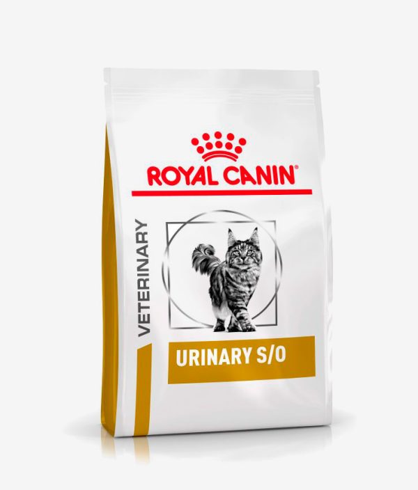 Pienso seco para gatos marca Royal Canin