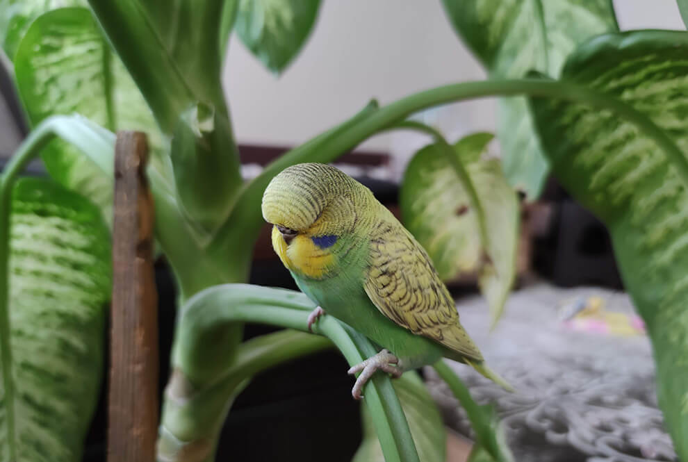 Pájaro de color amarillo y verde apoyado en una rama